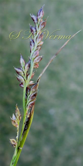  Inflorescence